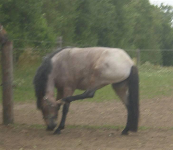 Anden særlig race Manou *Solgt* :'( - Uha det klør :P <3 Pony er så nuttet <3 billede 9