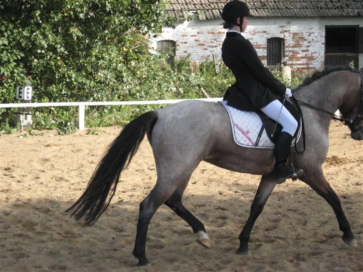 Anden særlig race Manou *Solgt* :'( - Smukke pony <3 billede 10