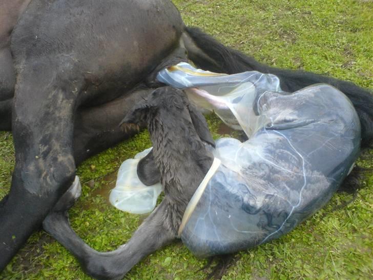 Islænder Djarfur fra Essendrup - helt nyfødt. Jeg brød fosterhinden. d. 2 august 09 billede 2
