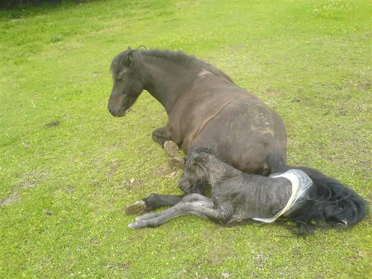 Islænder Djarfur fra Essendrup - d. 2 august 09. Djarfur kan ikke vente med at komme op. selvom mor er træt billede 3