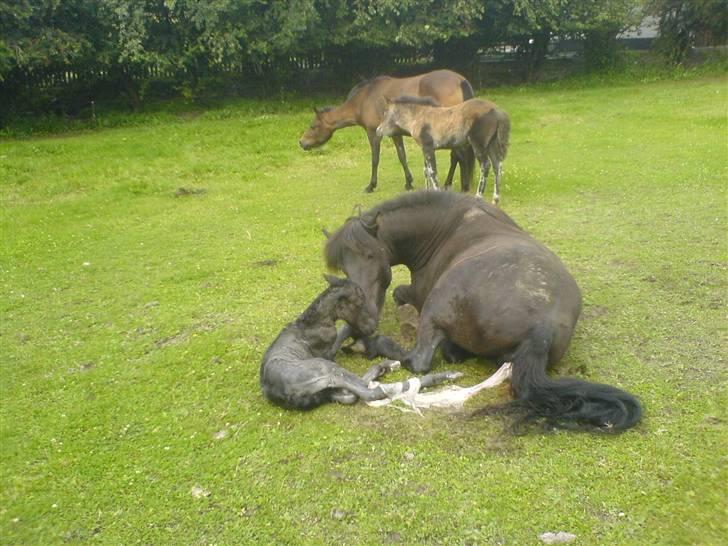 Islænder Djarfur fra Essendrup - der var noget glat, så Djarfur havde sine problemer. billede 4