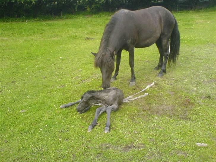 Islænder Djarfur fra Essendrup - Mor hjælper til. d. 2. august billede 5