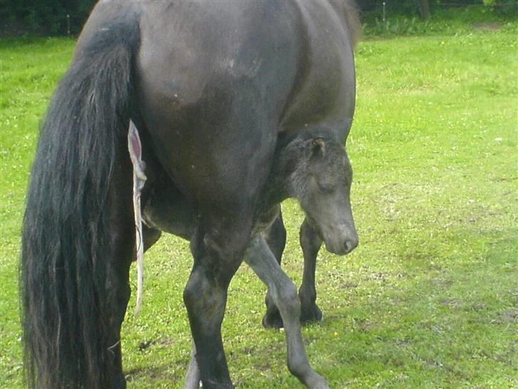 Islænder Djarfur fra Essendrup - Tæt på, men lidt for langt fra alligevel. Han leder efter mælk :) billede 6