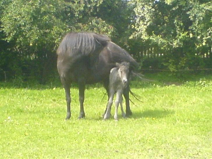 Islænder Djarfur fra Essendrup - Så er der mor - barn kærlighed :) billede 7