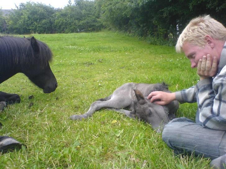 Islænder Djarfur fra Essendrup - Ofeig synes det er fedt vi er der, så hun kan ta en slapper billede 8