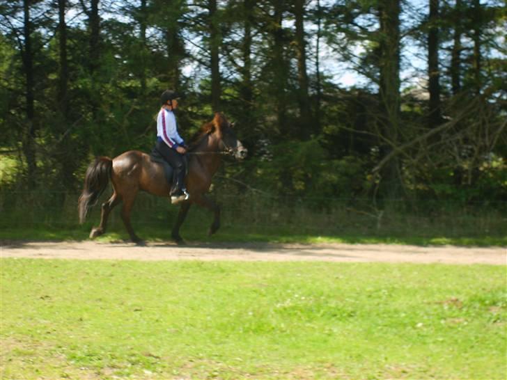 Islænder Atli fra Litla-husid solgt billede 6