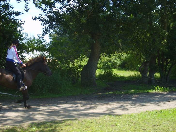 Islænder Atli fra Litla-husid solgt billede 7