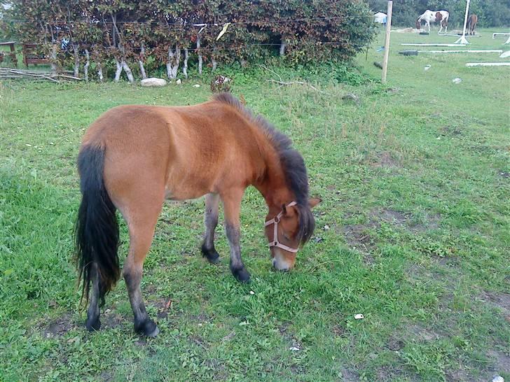 Anden særlig race Lille Gitte solgt/byttet billede 7