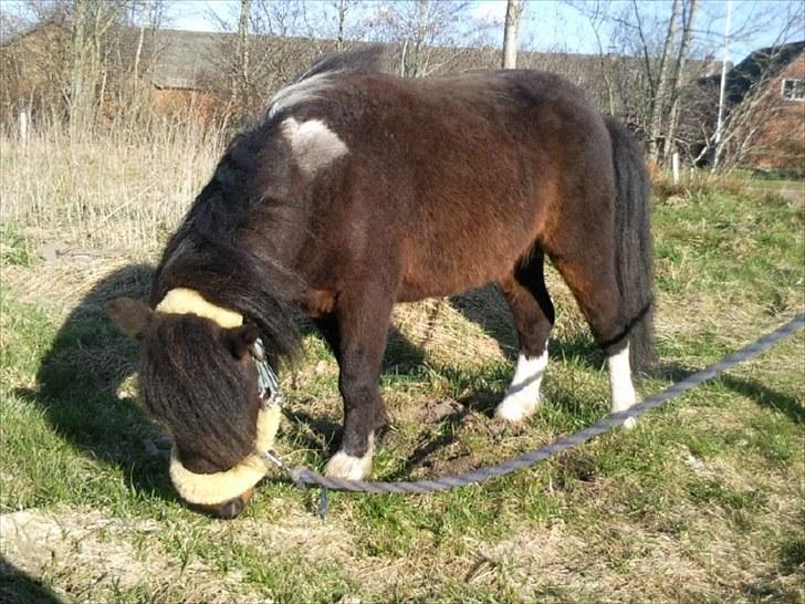 Shetlænder † Aladar DeCoyit † - 10. april, 2010 - En af 2010´s første "rigtig" forårsdage. :) Vi var her over på Aladars paradis, nemlig engen der ligger op til en dejlig skov, som han også er vild med at gå i opdagelse i. :D billede 2