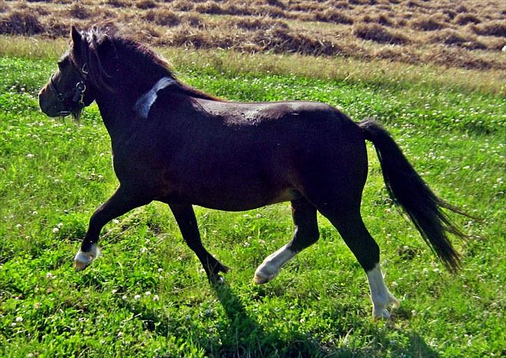 Shetlænder † Aladar DeCoyit † - 6. august, 2010 -  :) Her traver Aladar efter nogle nye hopper på folden, for de er såååå spændende og dufter himmelsk. :D billede 3
