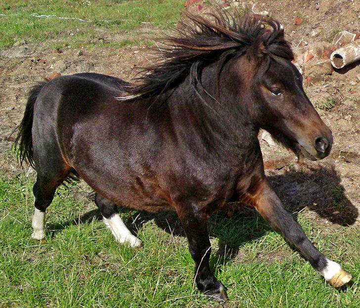 Shetlænder † Aladar DeCoyit † - 21. september, 2010 - Bamsen galoppere ud af banen, for at følge efter sin bedste ven Laban. <3 Er min bamse ikke lækker?! - JOOO, det tror jeg vist nok lige han er! :D billede 4