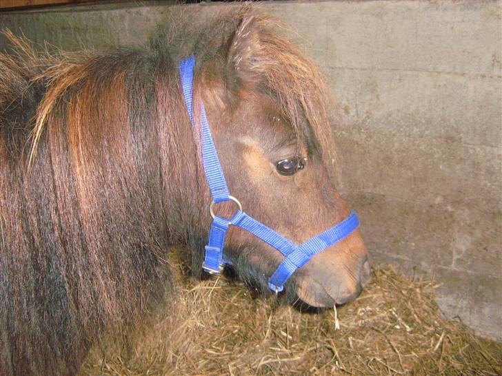 Shetlænder † Aladar DeCoyit † - 18. august, 2009 - Billedet er taget, af min smukke prins, den dag han ankom til mig. :D Han var utrolig rolig og fattet. Og dette billed betyder ufatteligt meget for mig. billede 6
