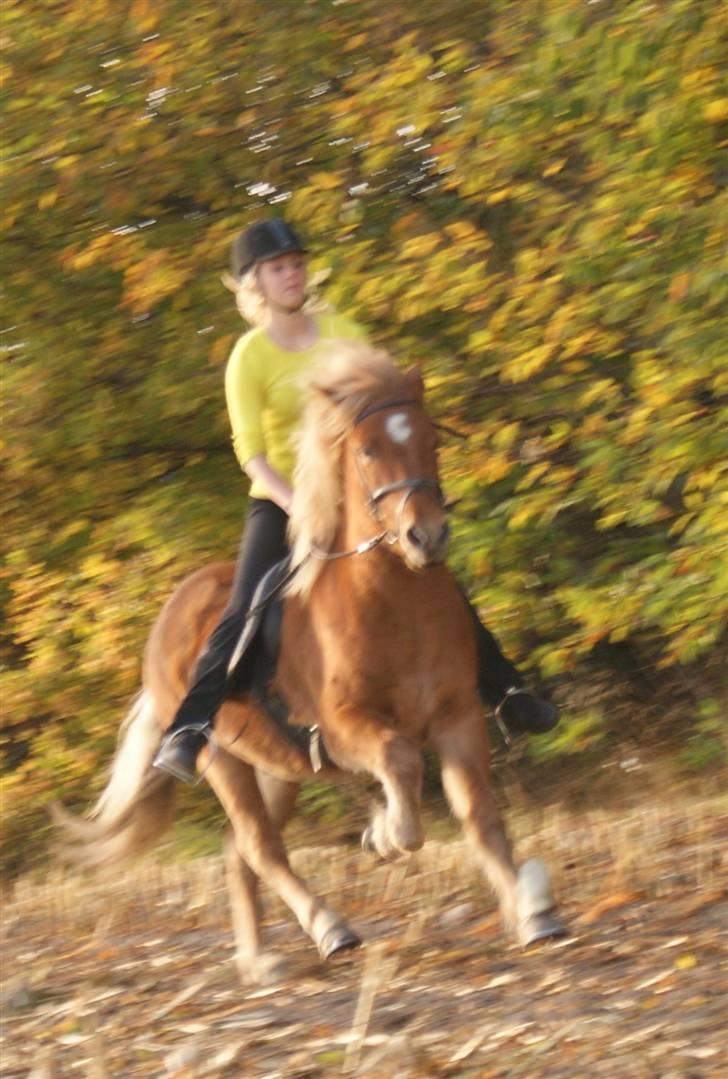 Islænder Demantur fra Nr. Tolstrup - Demantur i galop på stubmarken :D Foto: Oktober 2009. billede 18