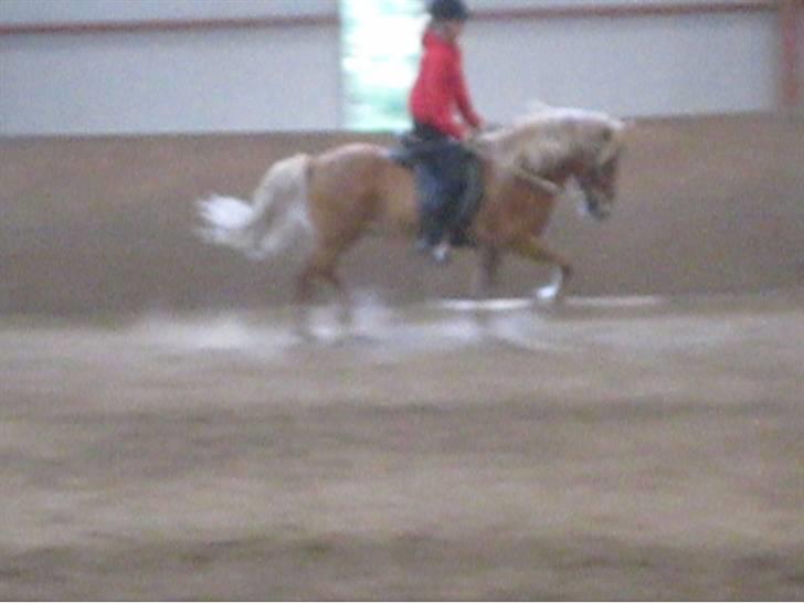 Islænder Demantur fra Nr. Tolstrup - Jeg undskylder kvaliteten, men taget ud fra en video. Demantur i trav :-) Foto: August 2009. billede 19