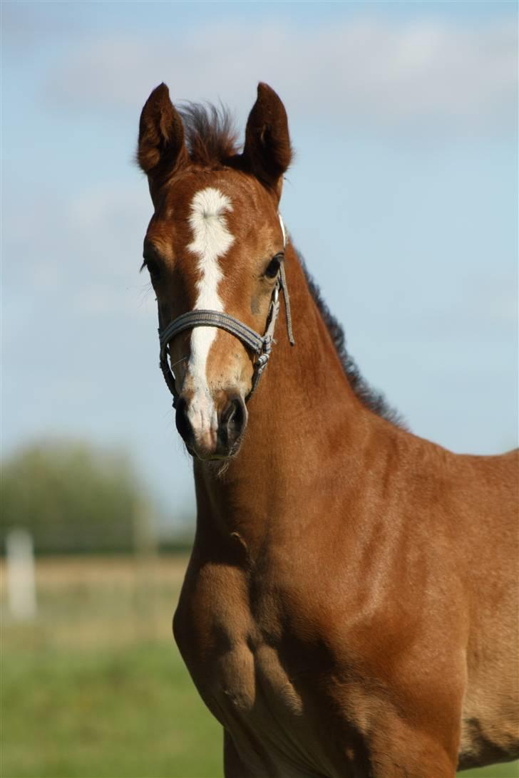 Anden særlig race Uhregaardens Saturn billede 6