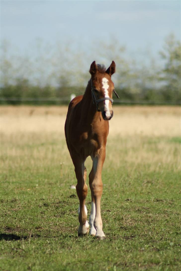 Anden særlig race Uhregaardens Saturn billede 5