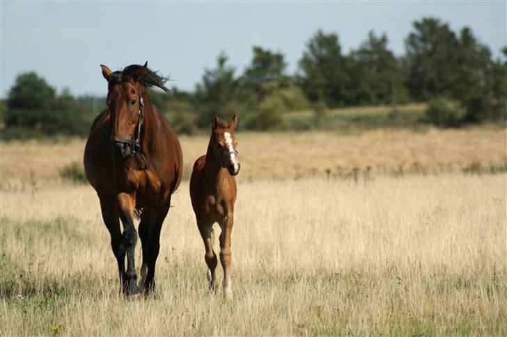 Anden særlig race Uhregaardens Saturn billede 7