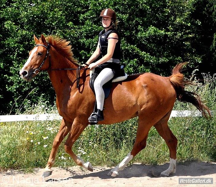 Dansk Varmblod Delight - Sommer 2010 - Foto Nadja billede 16
