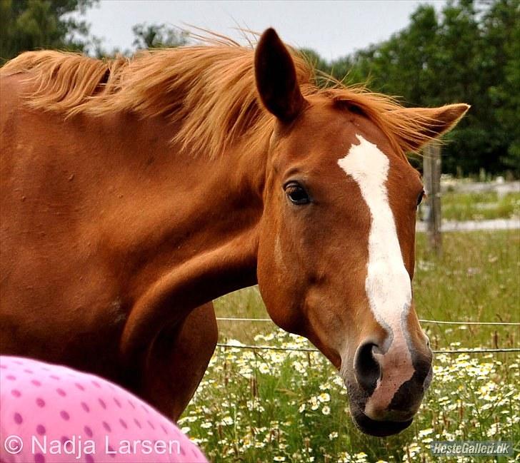 Dansk Varmblod Delight - Sommer 2010 - Foto Nadja billede 17