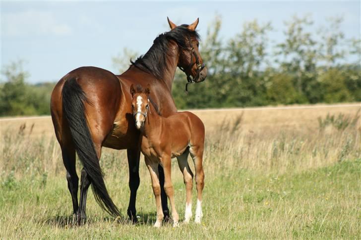Anden særlig race Uhregaardens Saturn billede 8