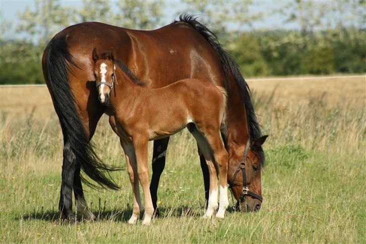 Anden særlig race Uhregaardens Saturn billede 9