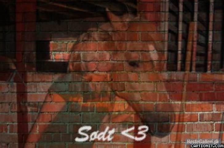 Anden særlig race Picasso!<3 - savnet. billede 15