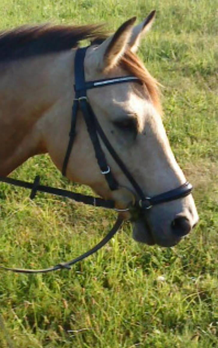 Anden særlig race baltic simba SOLGT - på tur <3 billede 17