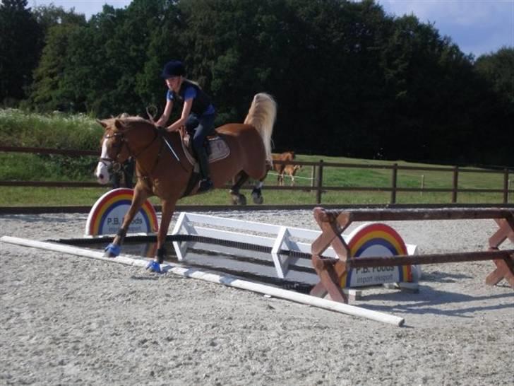 Belgisk Sportspony Casper - NØØJJJ den var bred;) billede 7