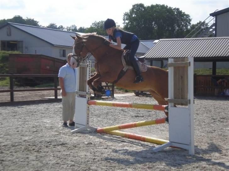 Belgisk Sportspony Casper billede 9