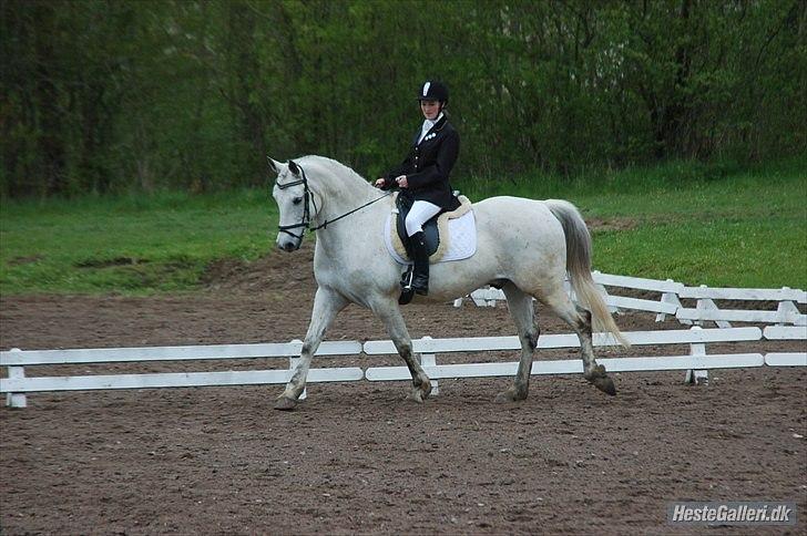 Anden særlig race Karlsbjerggårs´s Shadow A - 10 # Cille og Shadow til stævne HOL. Foto Jannie billede 7