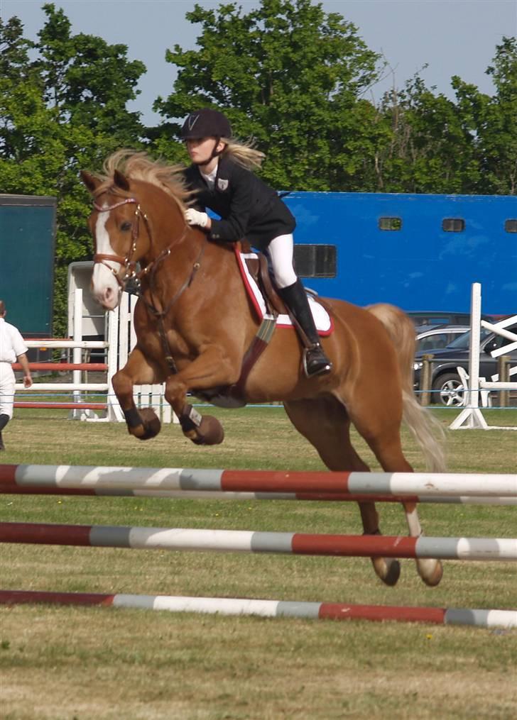 Belgisk Sportspony Casper billede 12
