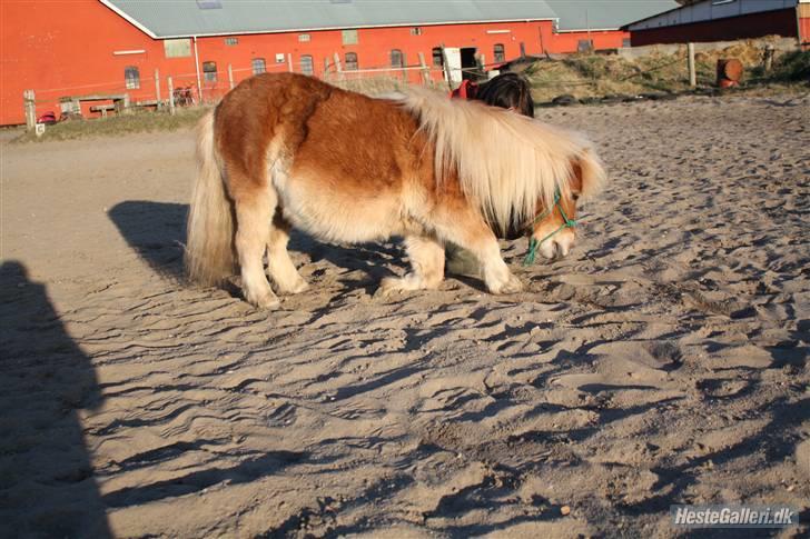 Shetlænder Bette Klaus - min hund :) - Neje billede 18