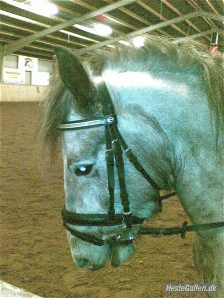 Islænder /Blanding Bamse(rim-faxe) - helt nyt fra d. 24/1 - 08. min fødselsdag :D hehe :P.. Efter undervisning billede 19