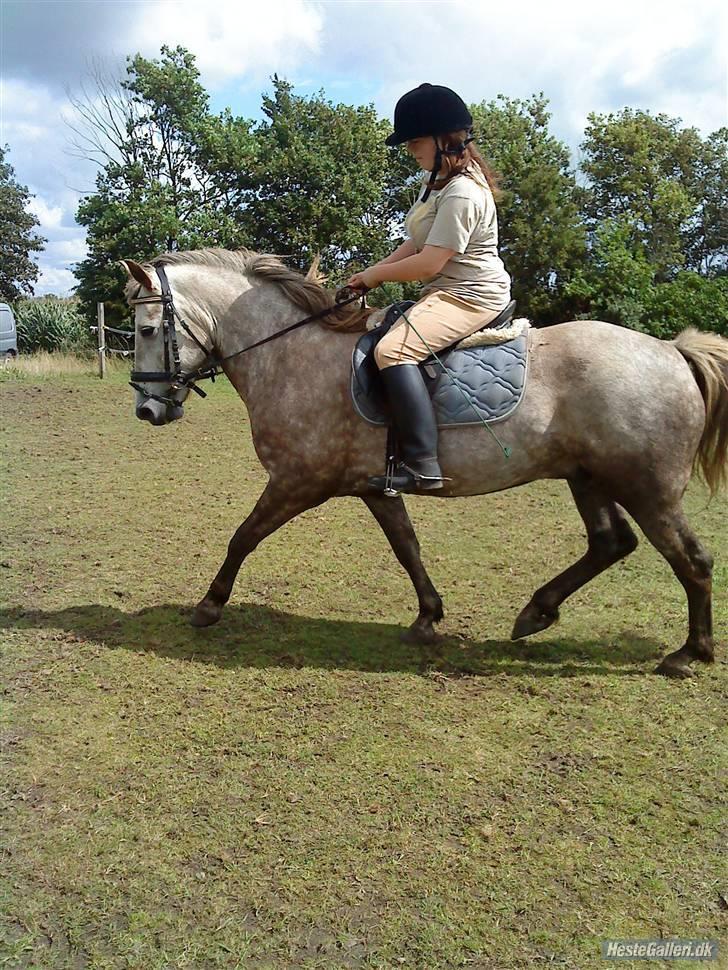 Islænder /Blanding Bamse(rim-faxe) billede 20