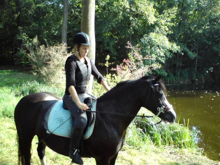 Welsh Pony af Cob-type (sec C) Dorthealyst Princess-Lea - du red som en drøm <3 og det elskede jeg dig for (i skoven) billede 3