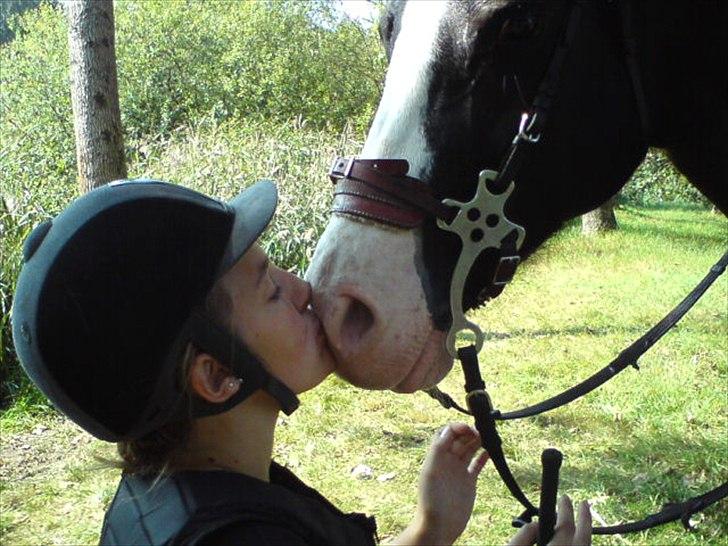 Welsh Pony af Cob-type (sec C) Dorthealyst Princess-Lea - Du kyssede godt ;) (i skoven) billede 4