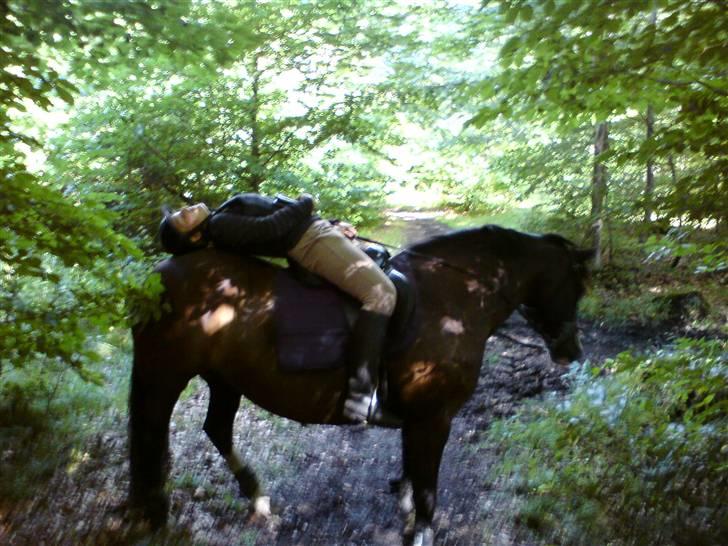 Welsh Pony af Cob-type (sec C) Dorthealyst Princess-Lea - jeg kunne gøre alt på dig og med dig (i skoven) billede 6