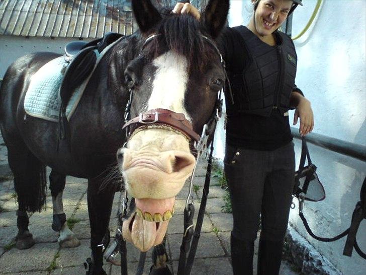 Welsh Pony af Cob-type (sec C) Dorthealyst Princess-Lea - et godt grin :) (SSG) billede 8