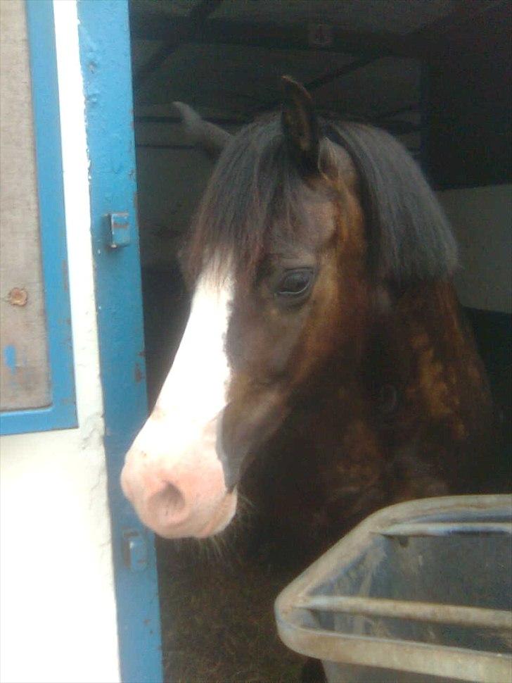 Welsh Pony af Cob-type (sec C) Dorthealyst Princess-Lea - Men så kom tiden hvor du flyttede til bal og jeg flyttede med :) (Bal) billede 10