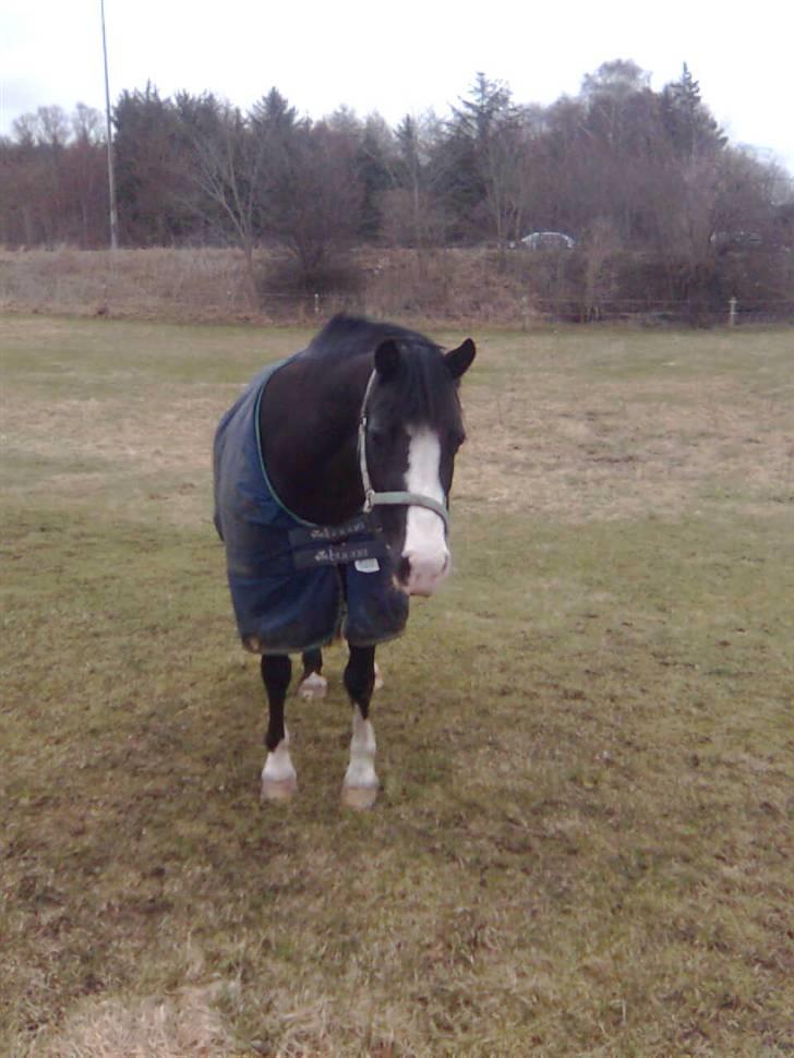 Welsh Pony af Cob-type (sec C) Dorthealyst Princess-Lea - Du betød noget helt særligt for mig (bal fold) billede 13