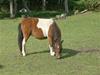 Miniature Yasmin,, solgt.