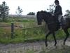 Fuldblod (XX) Cut Classic *Møffe* [Tidl. hest]