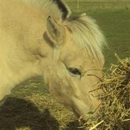 Fjordhest Prins(solgt)
