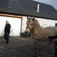 Fjordhest Prins(solgt)