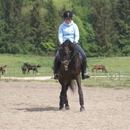 Dansk Varmblod Lilly