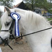 Welsh Mountain (sec A) Gribsvads Nielaus