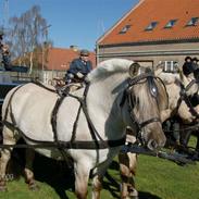 Fjordhest Ingegårds Jago