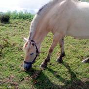 Fjordhest Bika