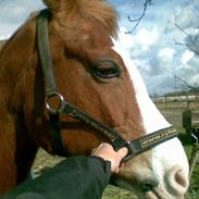 Pinto Araber Golden Fillina