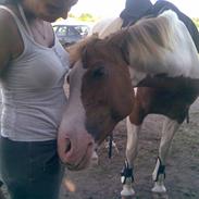 Pinto Araber Golden Fillina